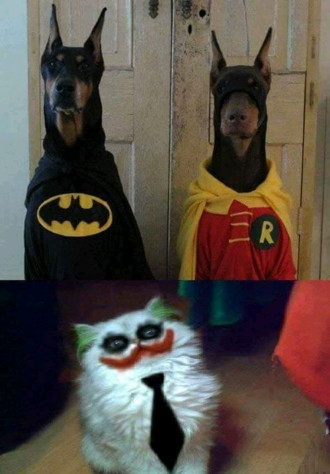 El link de la
          imagen se ha roto, pon los monos a trabajar!